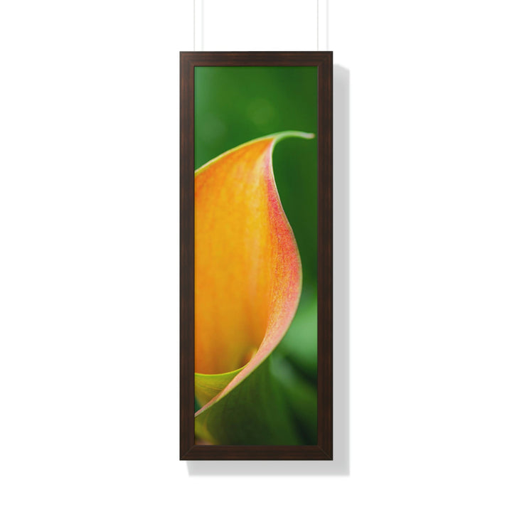 Orange Calla Lily - Framed Print - Visiting This World