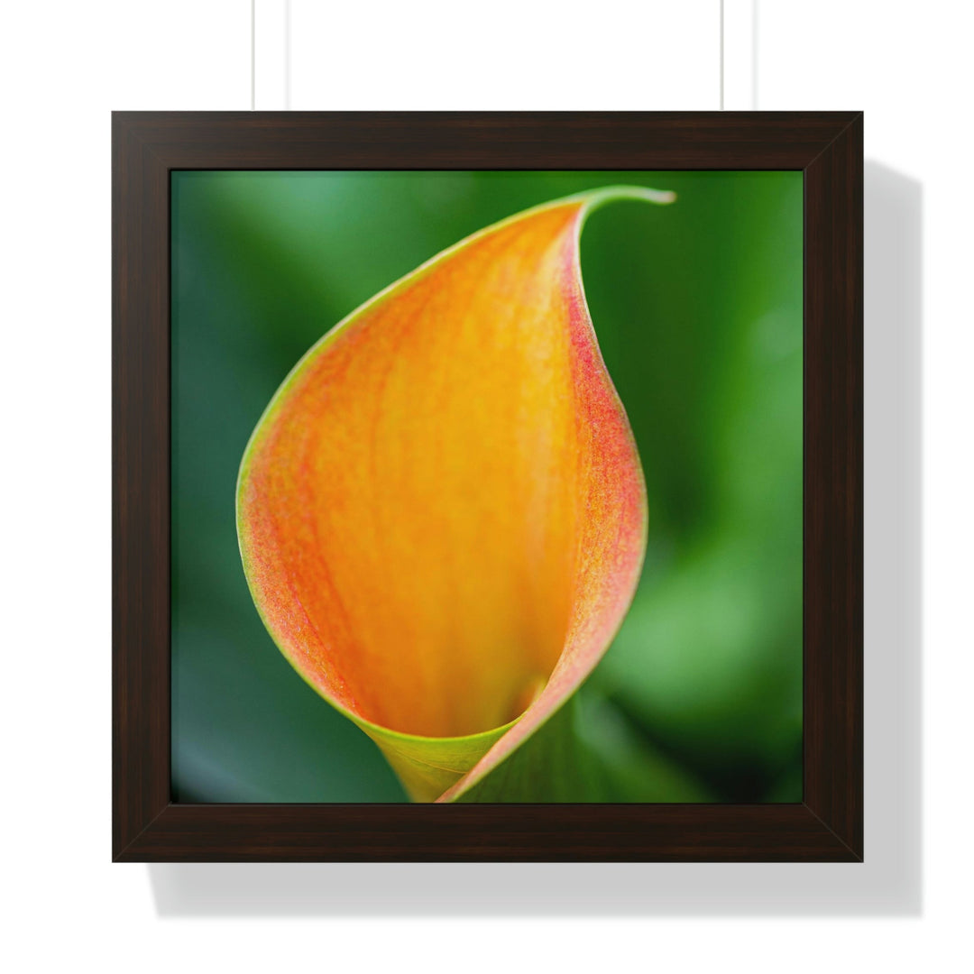 Orange Calla Lily - Framed Print - Visiting This World