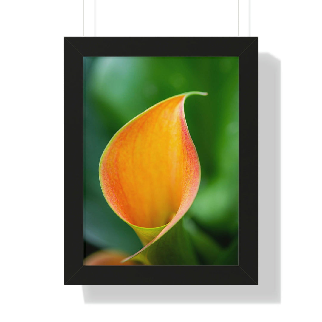 Orange Calla Lily - Framed Print - Visiting This World