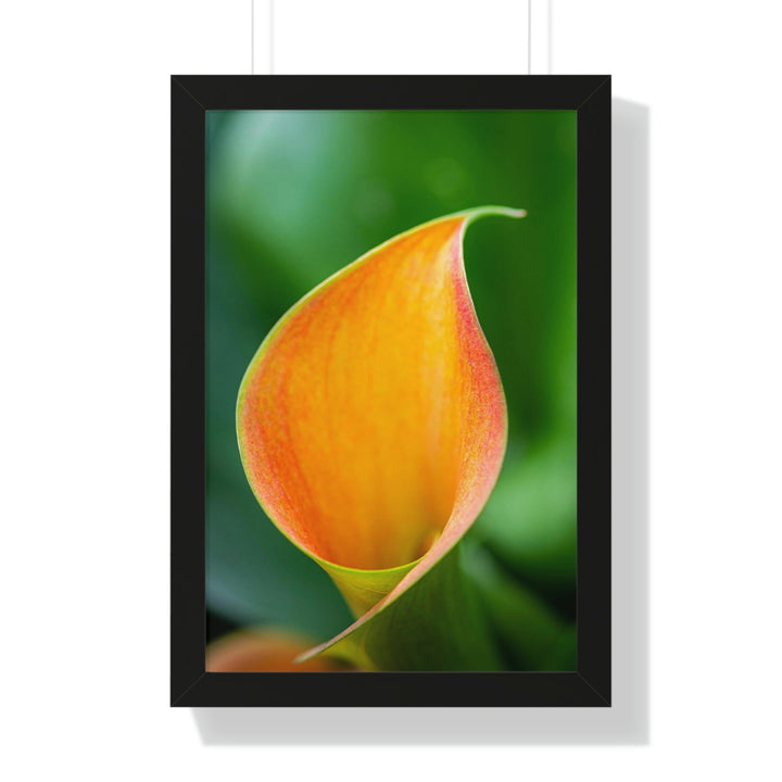 Orange Calla Lily - Framed Print - Visiting This World