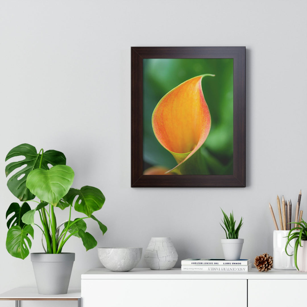 Orange Calla Lily - Framed Print - Visiting This World