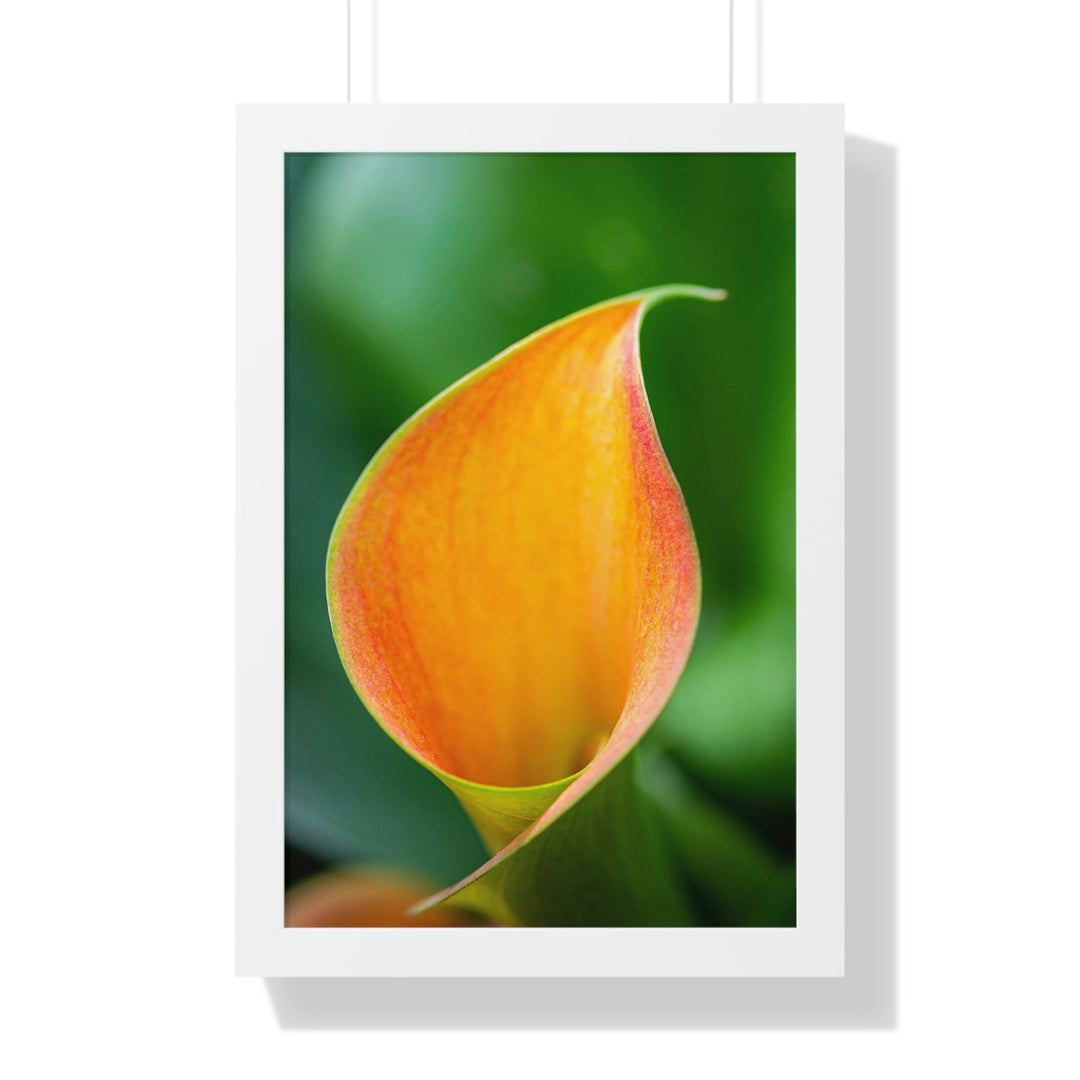 Orange Calla Lily - Framed Print - Visiting This World