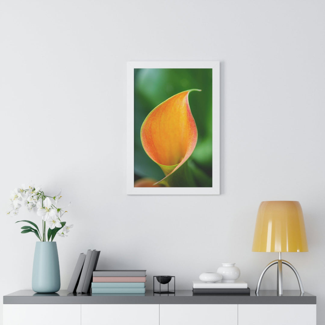 Orange Calla Lily - Framed Print - Visiting This World