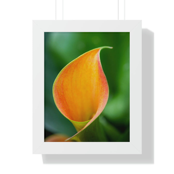 Orange Calla Lily - Framed Print - Visiting This World