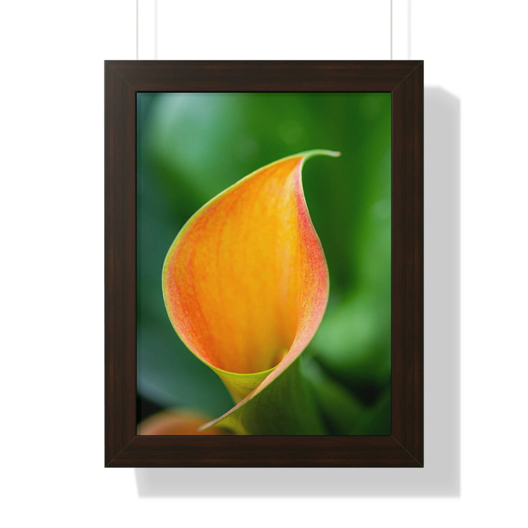 Orange Calla Lily - Framed Print - Visiting This World