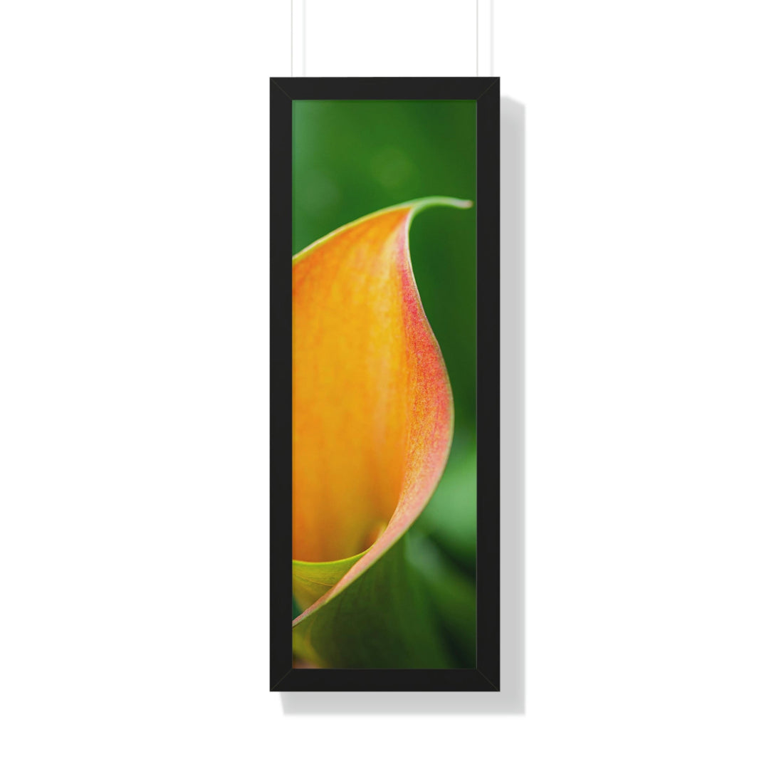 Orange Calla Lily - Framed Print - Visiting This World