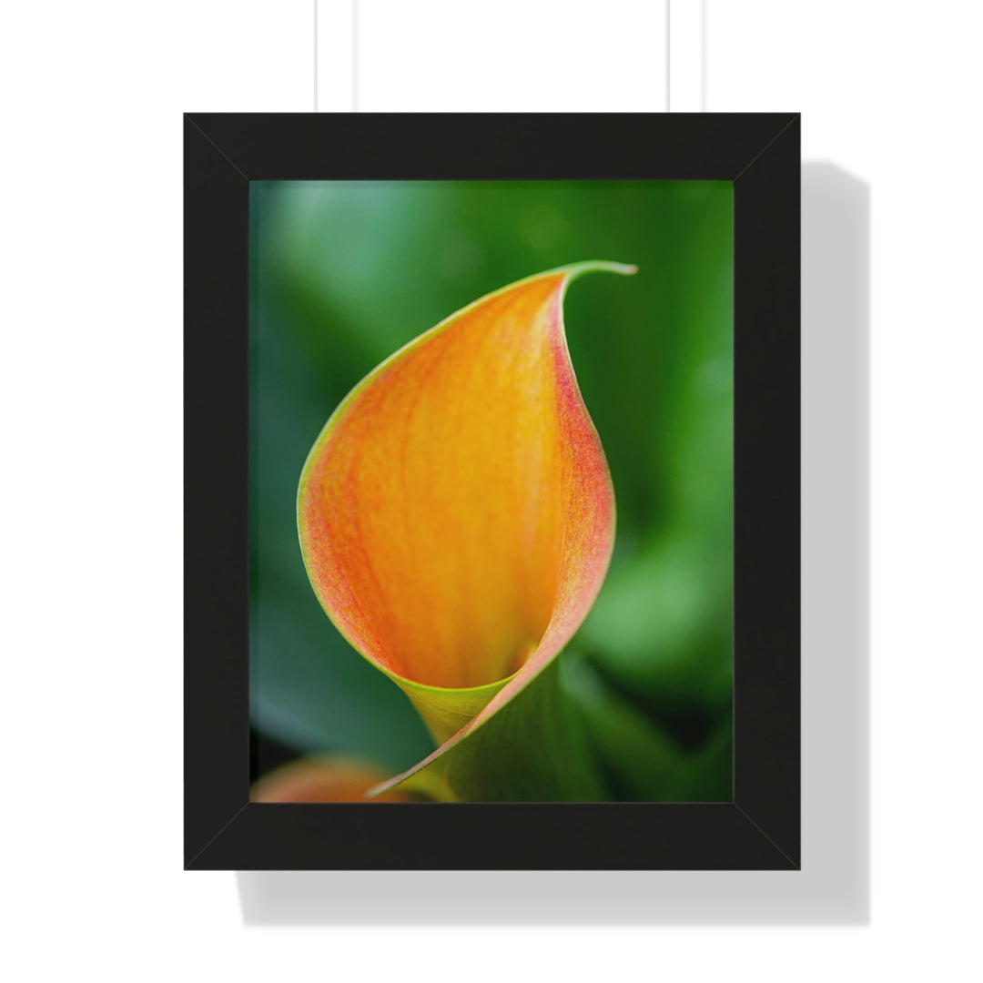 Orange Calla Lily - Framed Print - Visiting This World