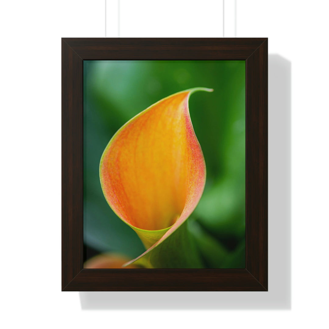 Orange Calla Lily - Framed Print - Visiting This World