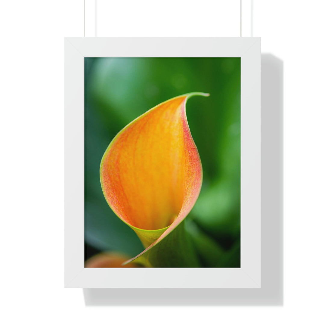 Orange Calla Lily - Framed Print - Visiting This World