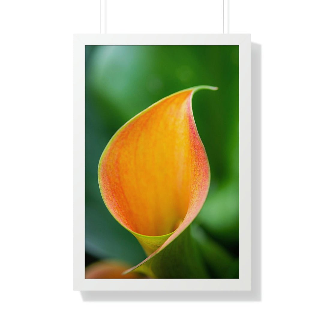 Orange Calla Lily - Framed Print - Visiting This World