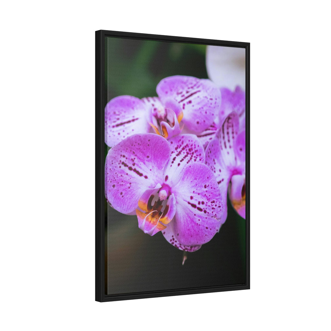 Orchid in Pink - Canvas with Frame - Visiting This World