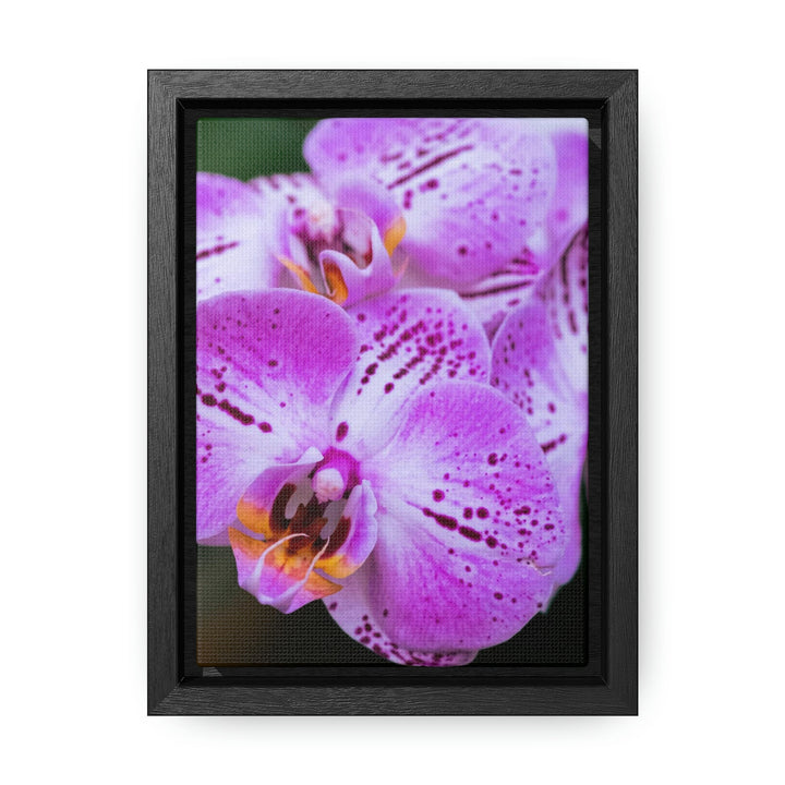 Orchid in Pink - Canvas with Frame - Visiting This World