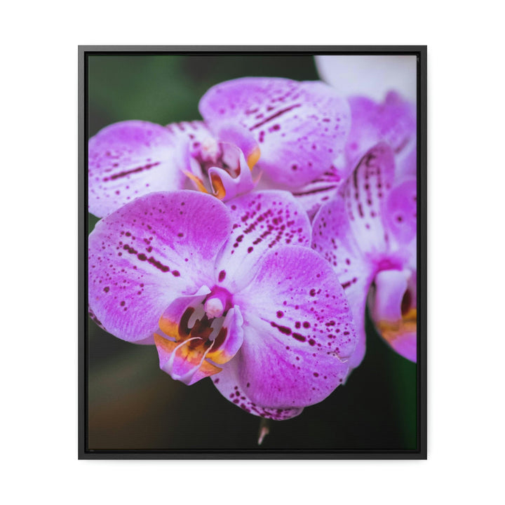 Orchid in Pink - Canvas with Frame - Visiting This World