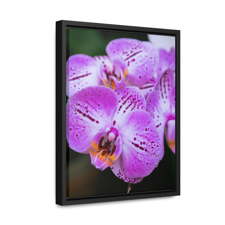 Orchid in Pink - Canvas with Frame - Visiting This World