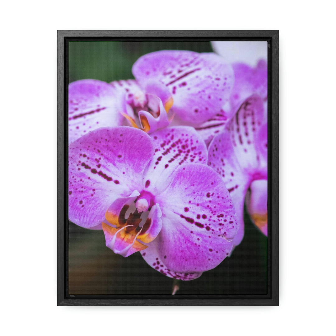 Orchid in Pink - Canvas with Frame - Visiting This World