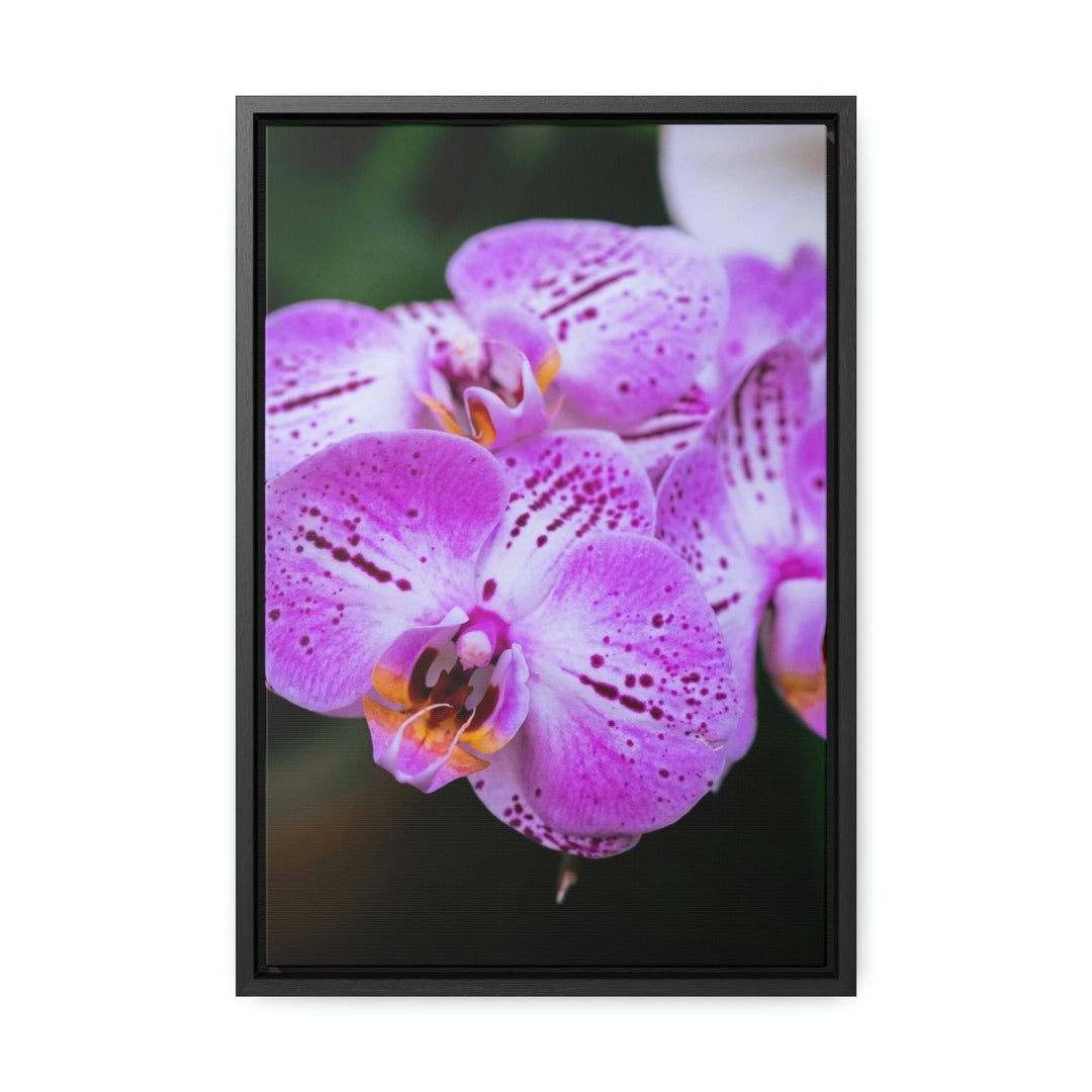 Orchid in Pink - Canvas with Frame - Visiting This World