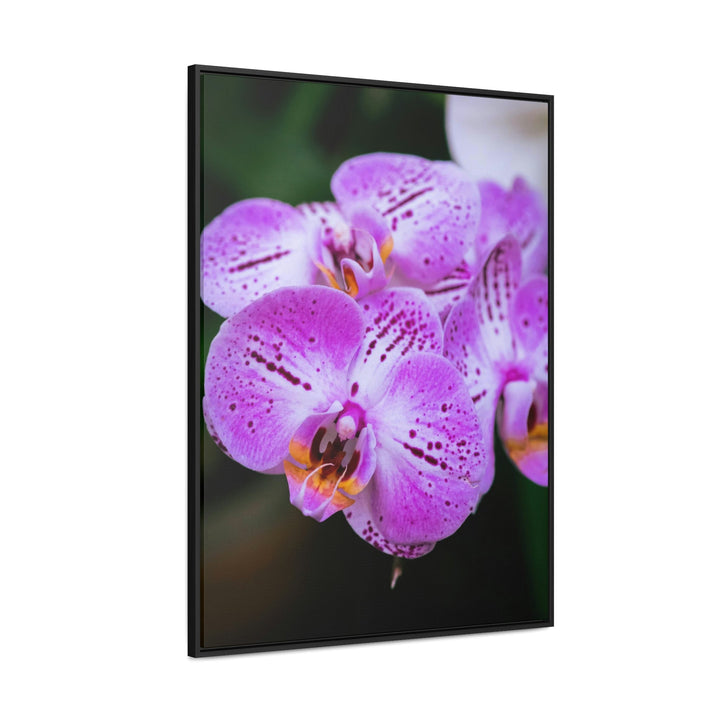 Orchid in Pink - Canvas with Frame - Visiting This World