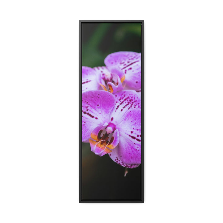 Orchid in Pink - Canvas with Frame - Visiting This World