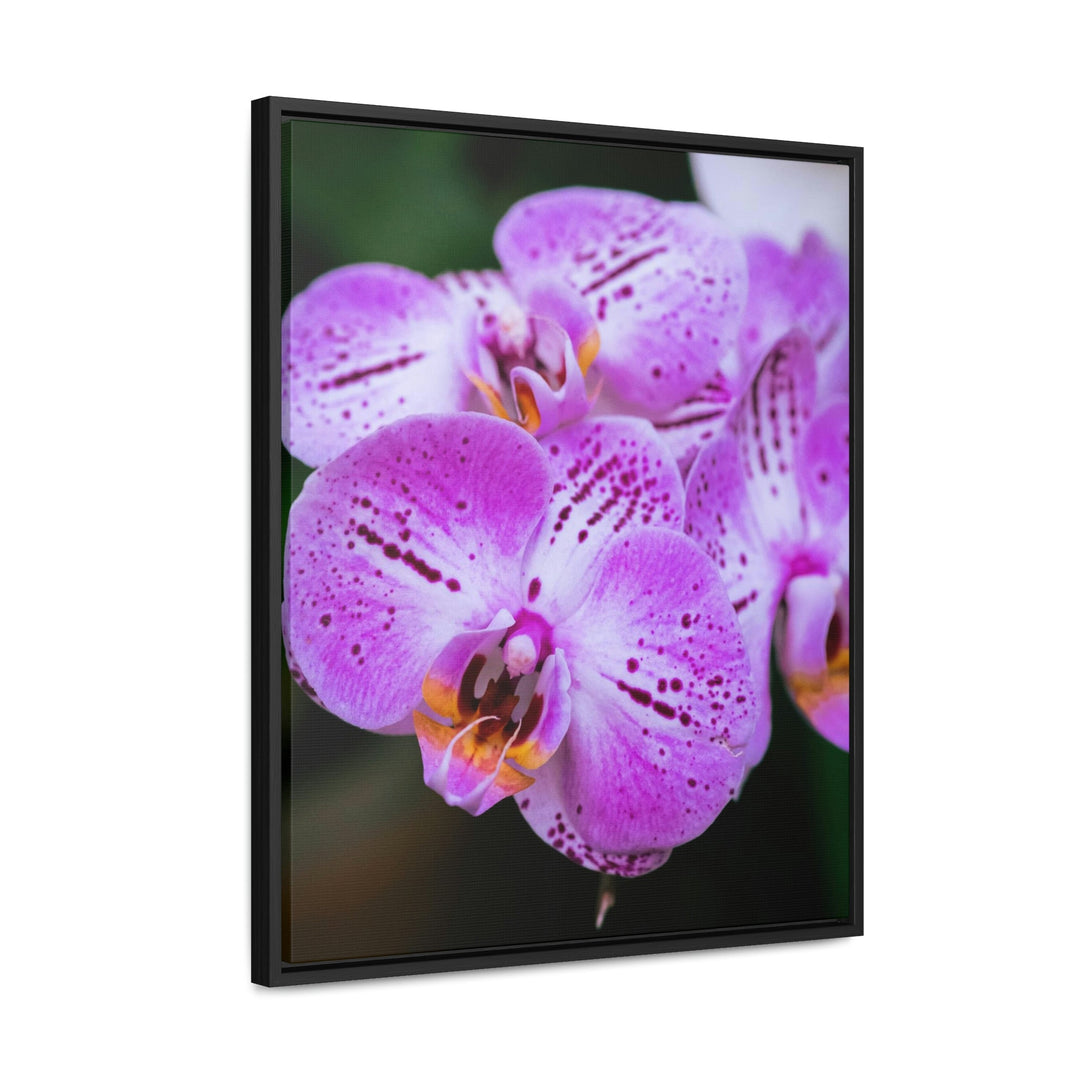 Orchid in Pink - Canvas with Frame - Visiting This World