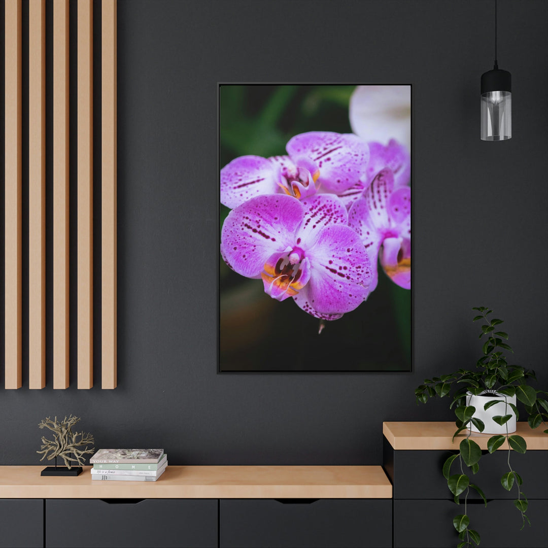 Orchid in Pink - Canvas with Frame - Visiting This World