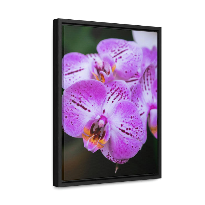 Orchid in Pink - Canvas with Frame - Visiting This World