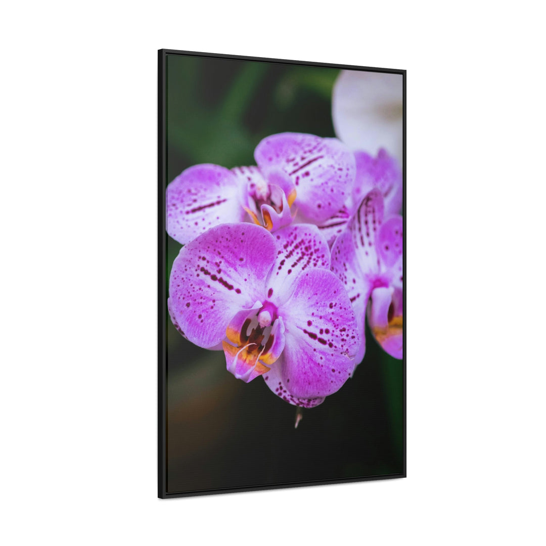 Orchid in Pink - Canvas with Frame - Visiting This World