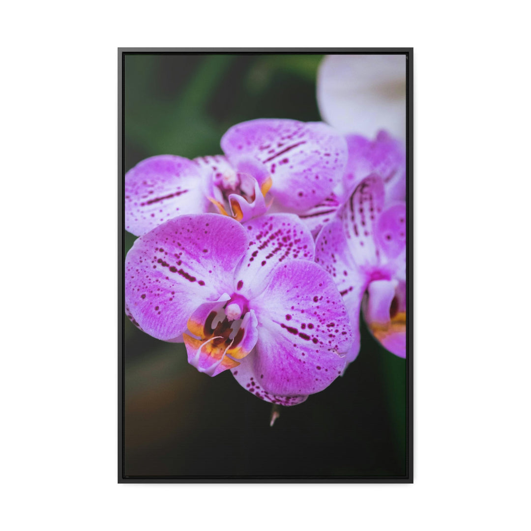 Orchid in Pink - Canvas with Frame - Visiting This World