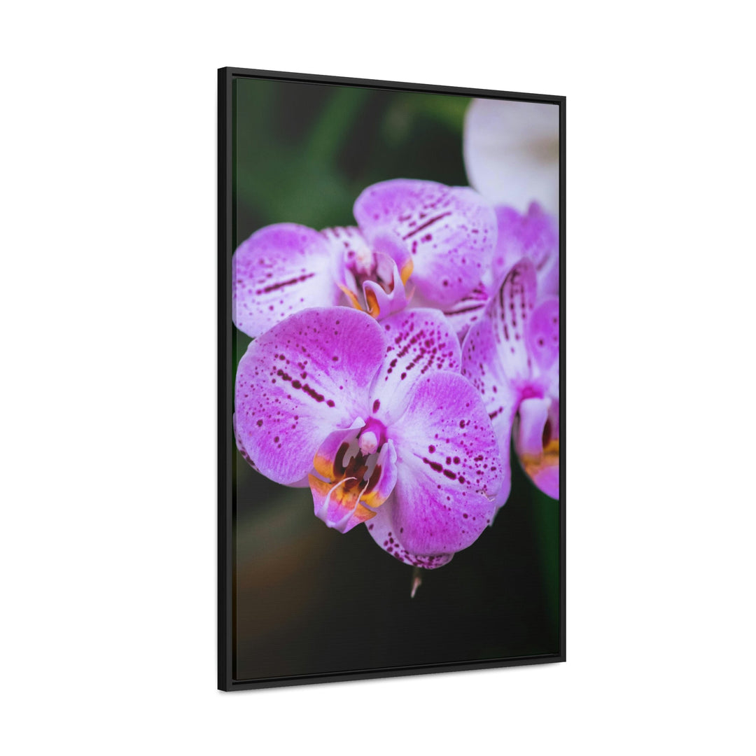 Orchid in Pink - Canvas with Frame - Visiting This World