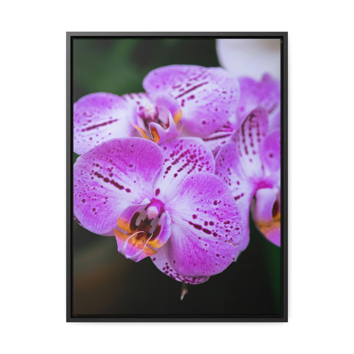 Orchid in Pink - Canvas with Frame - Visiting This World