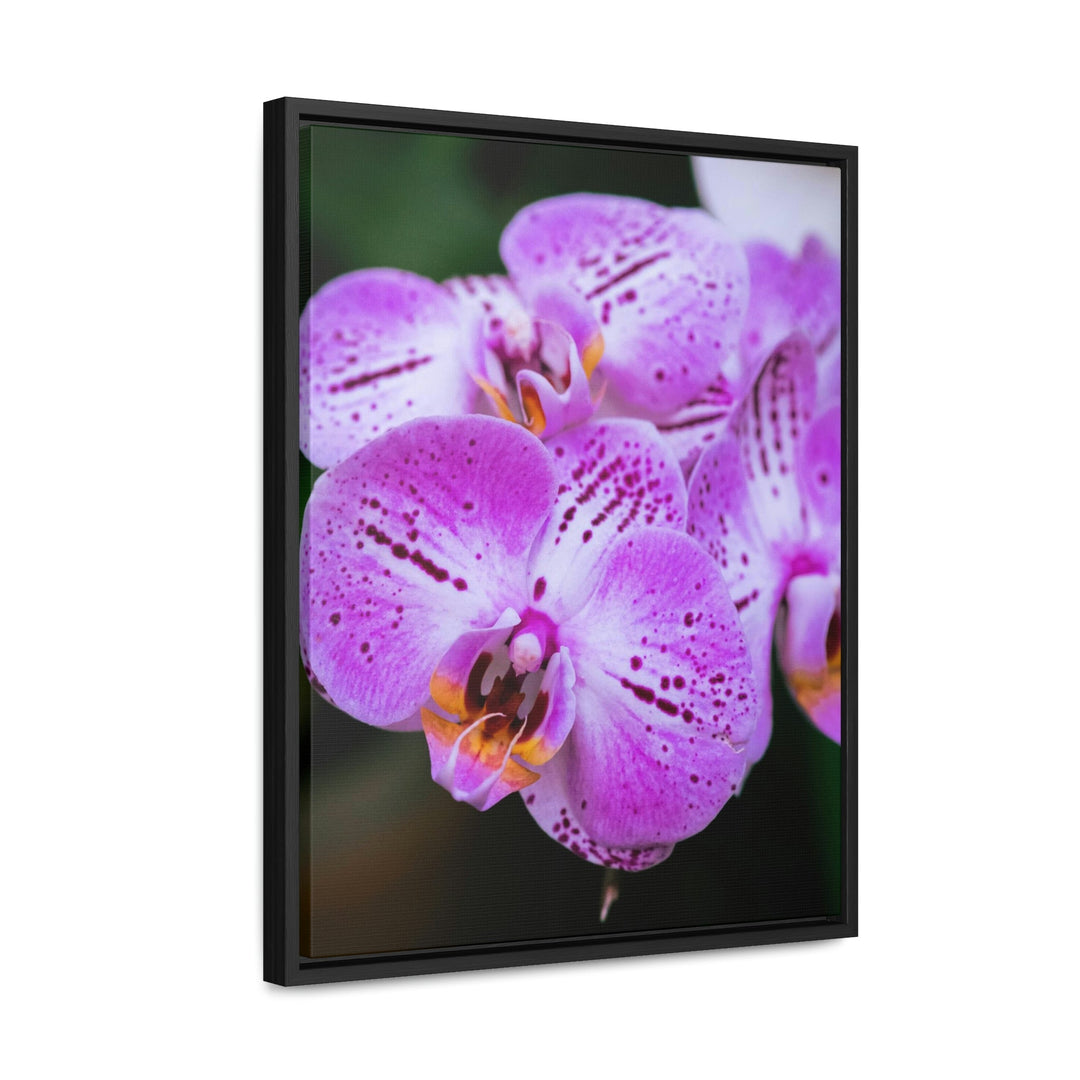 Orchid in Pink - Canvas with Frame - Visiting This World