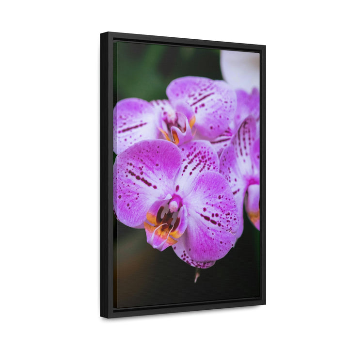 Orchid in Pink - Canvas with Frame - Visiting This World