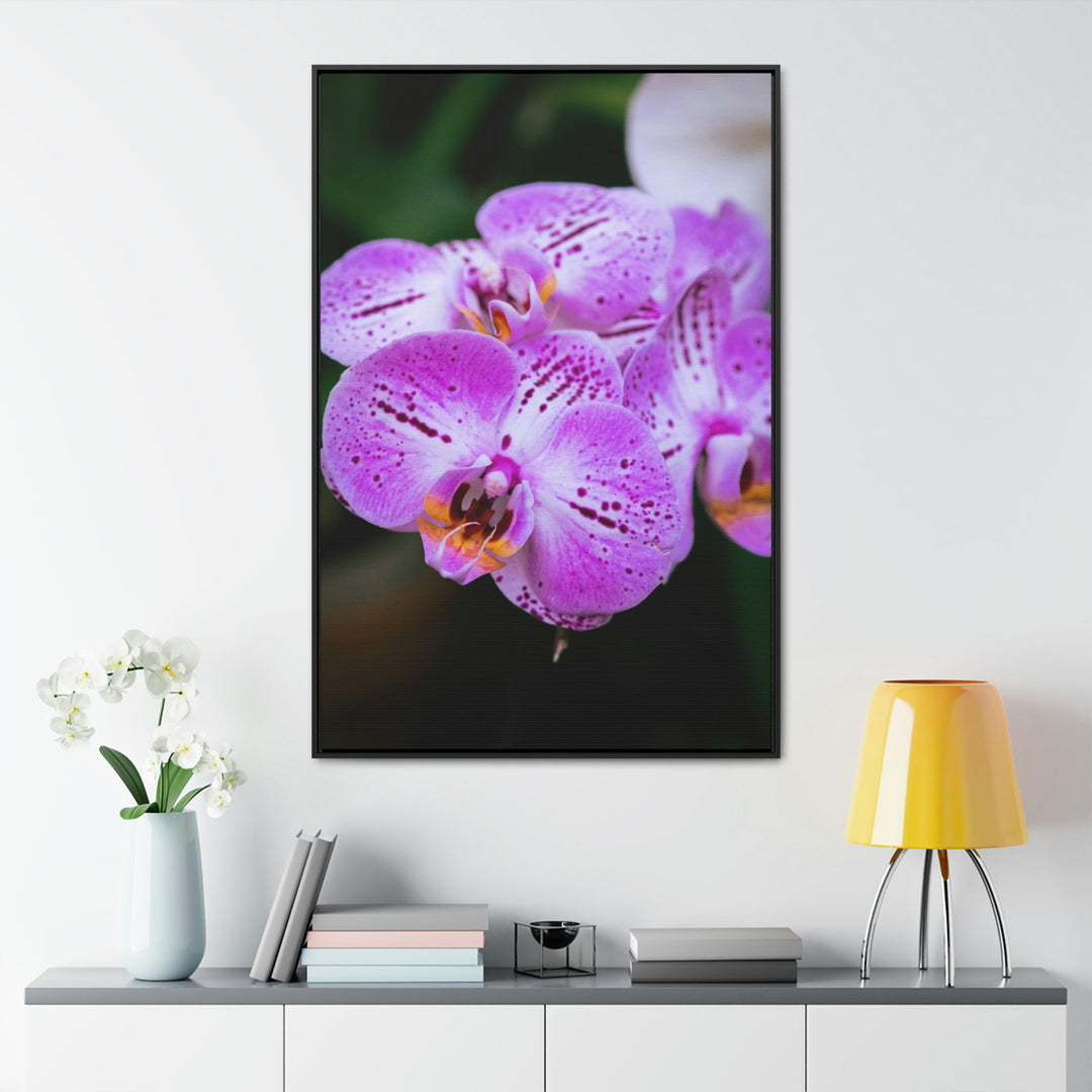 Orchid in Pink - Canvas with Frame - Visiting This World