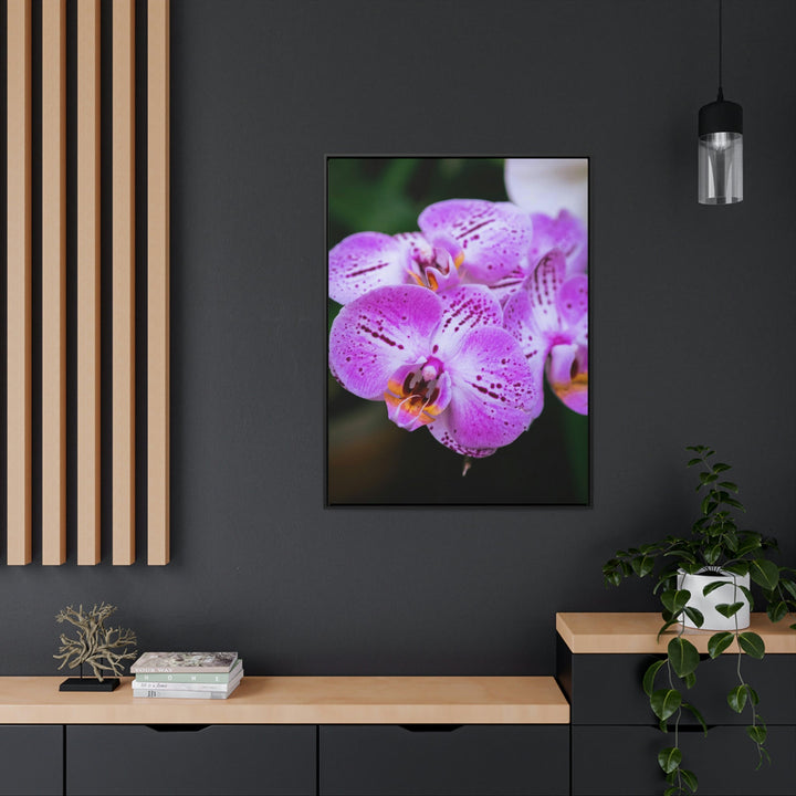 Orchid in Pink - Canvas with Frame - Visiting This World