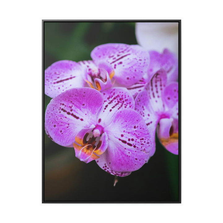 Orchid in Pink - Canvas with Frame - Visiting This World