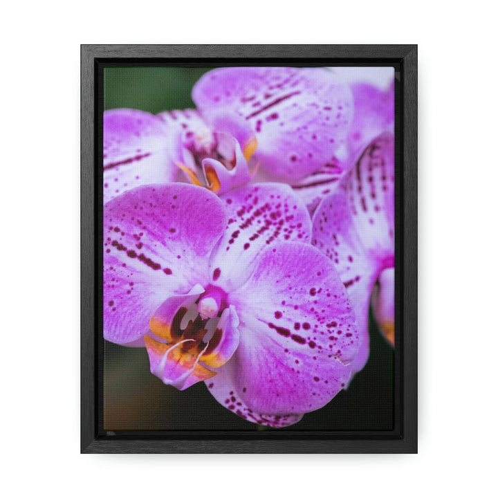 Orchid in Pink - Canvas with Frame - Visiting This World