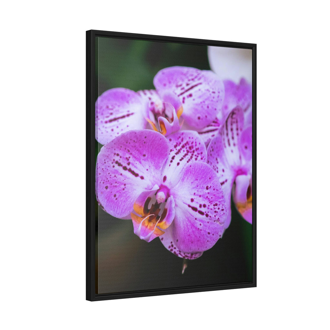 Orchid in Pink - Canvas with Frame - Visiting This World