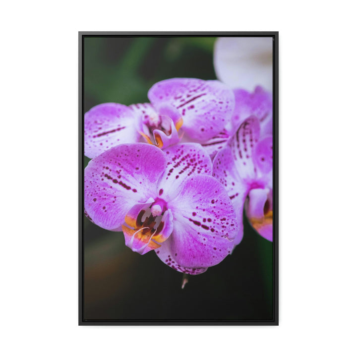 Orchid in Pink - Canvas with Frame - Visiting This World