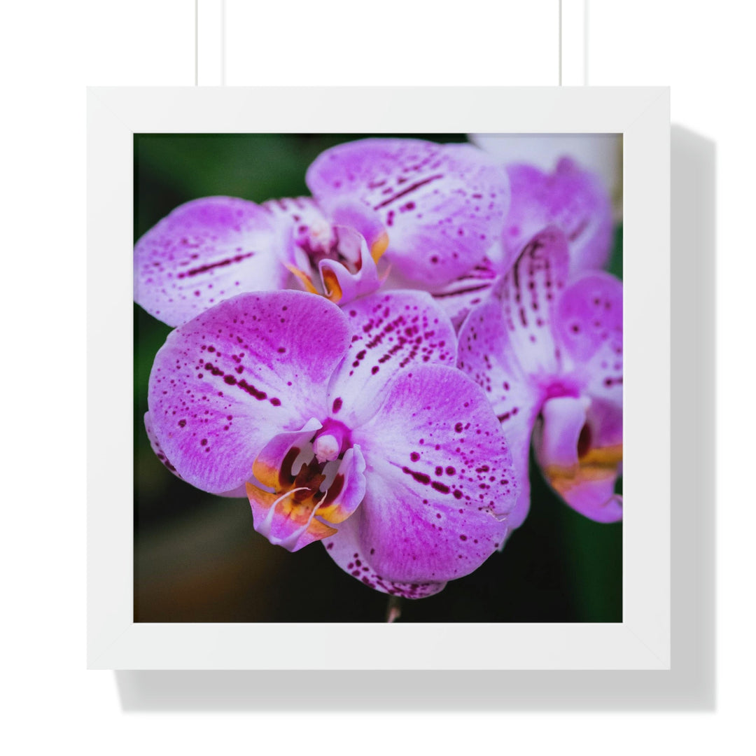 Orchid in Pink - Framed Print - Visiting This World