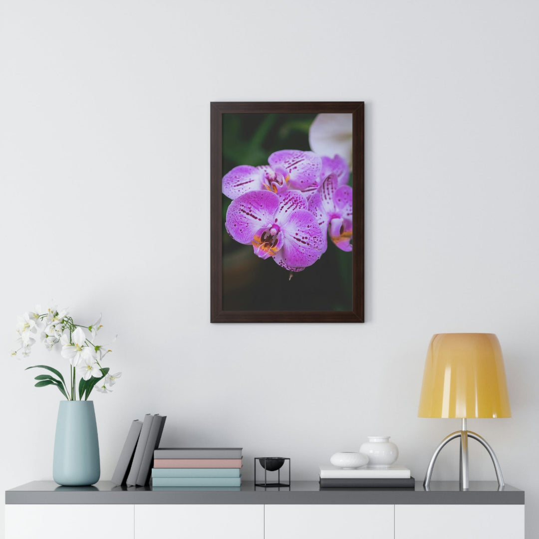 Orchid in Pink - Framed Print - Visiting This World