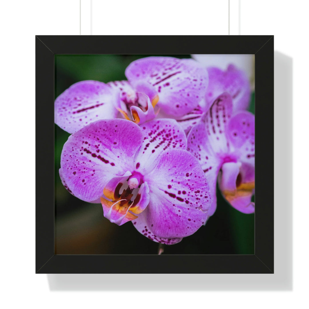 Orchid in Pink - Framed Print - Visiting This World