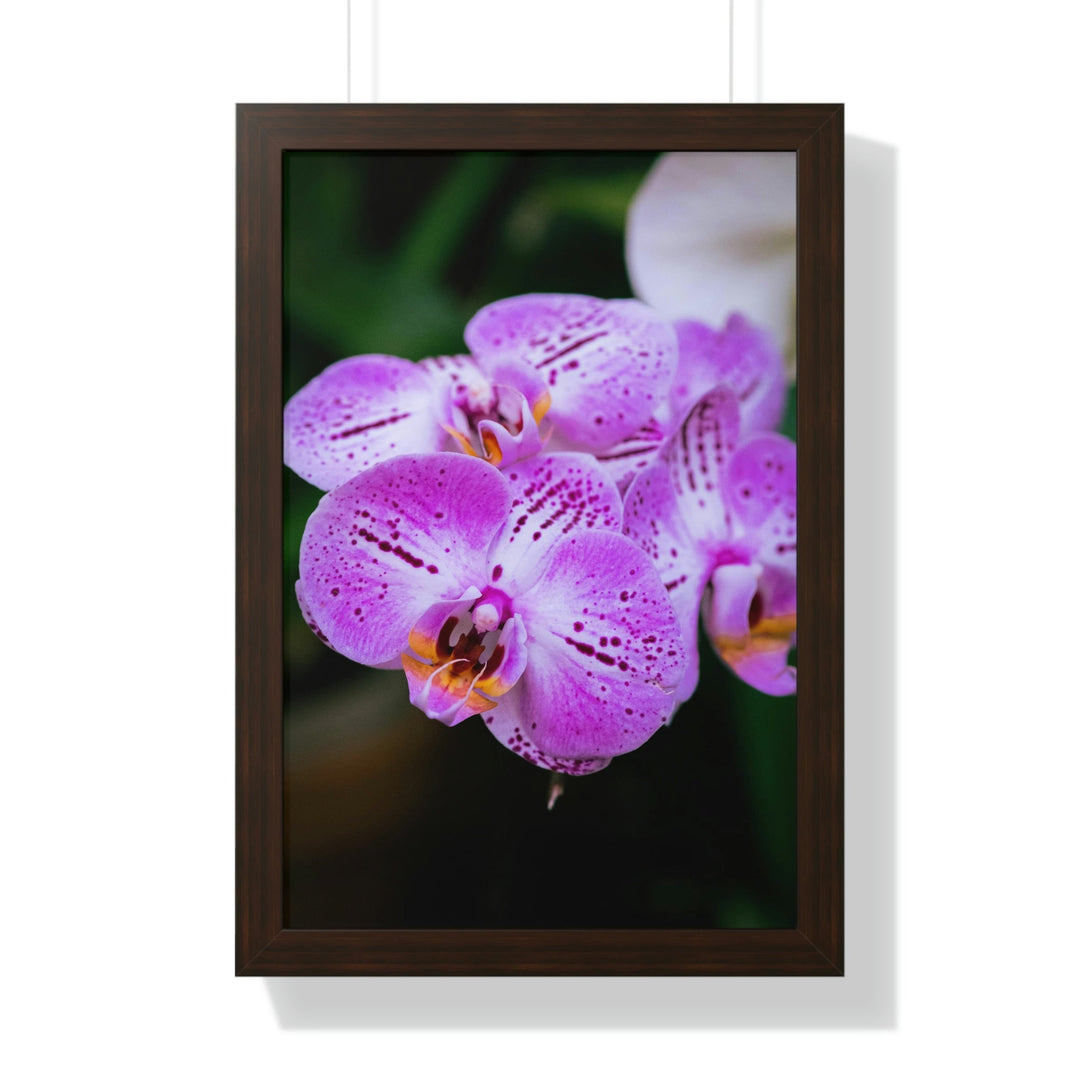 Orchid in Pink - Framed Print - Visiting This World