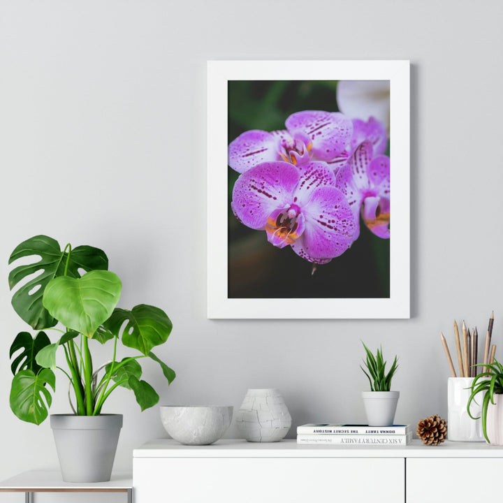 Orchid in Pink - Framed Print - Visiting This World