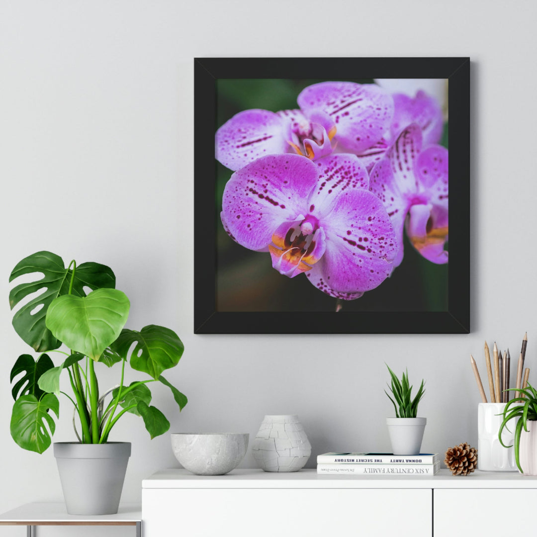 Orchid in Pink - Framed Print - Visiting This World