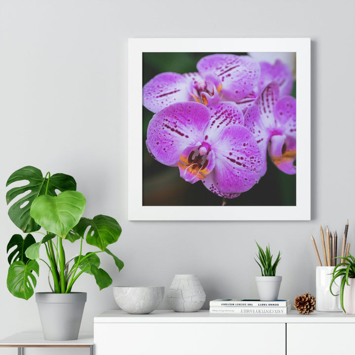 Orchid in Pink - Framed Print - Visiting This World