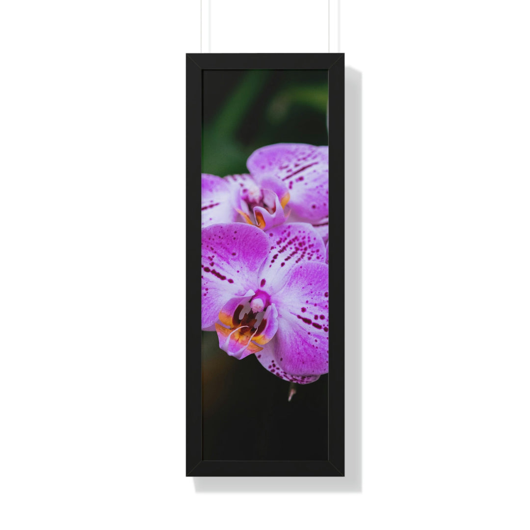 Orchid in Pink - Framed Print - Visiting This World