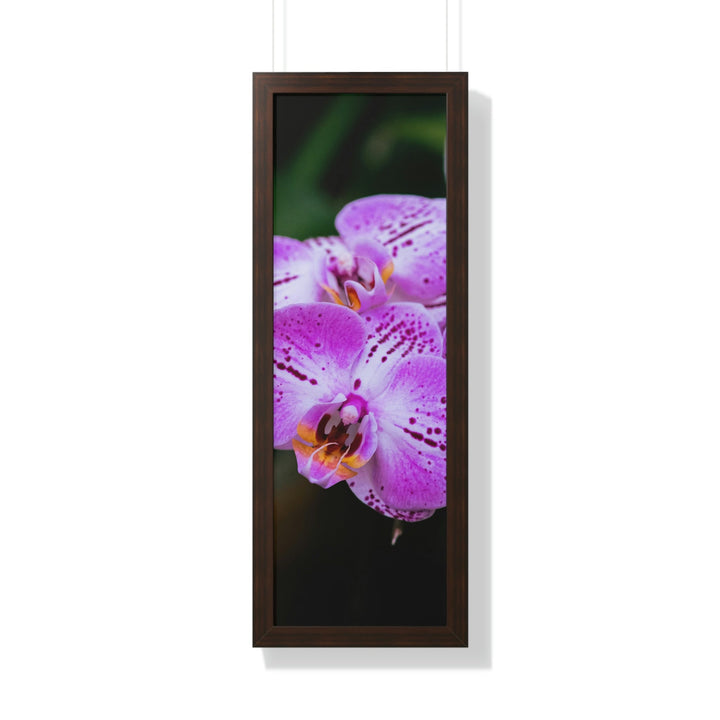 Orchid in Pink - Framed Print - Visiting This World