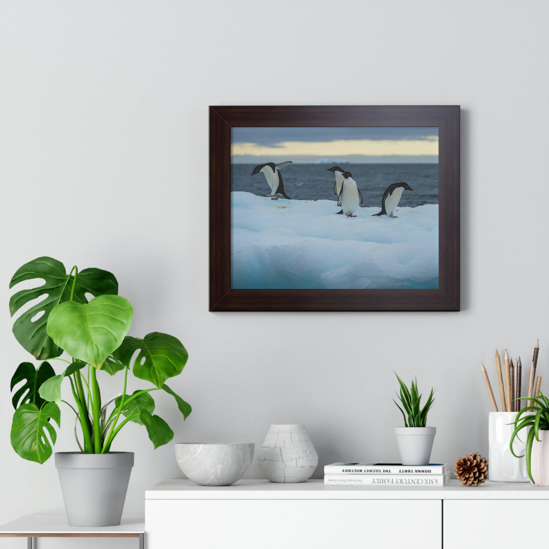 Penguin Dance - Framed Print - Visiting This World