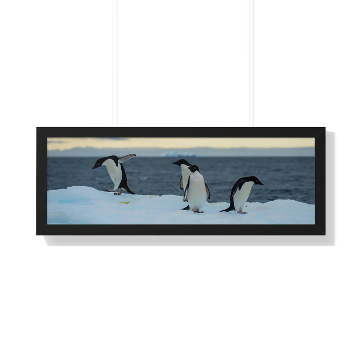 Penguin Dance - Framed Print - Visiting This World