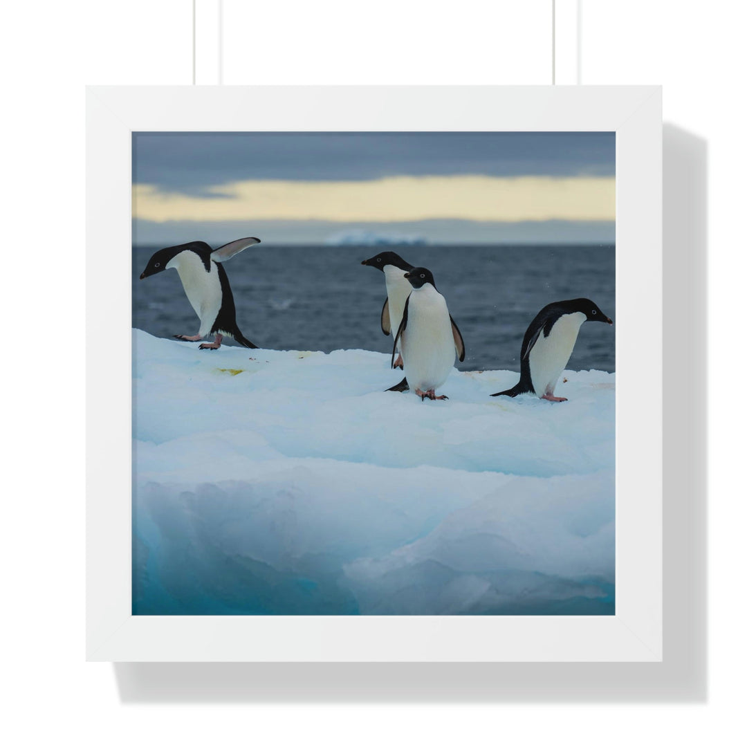 Penguin Dance - Framed Print - Visiting This World