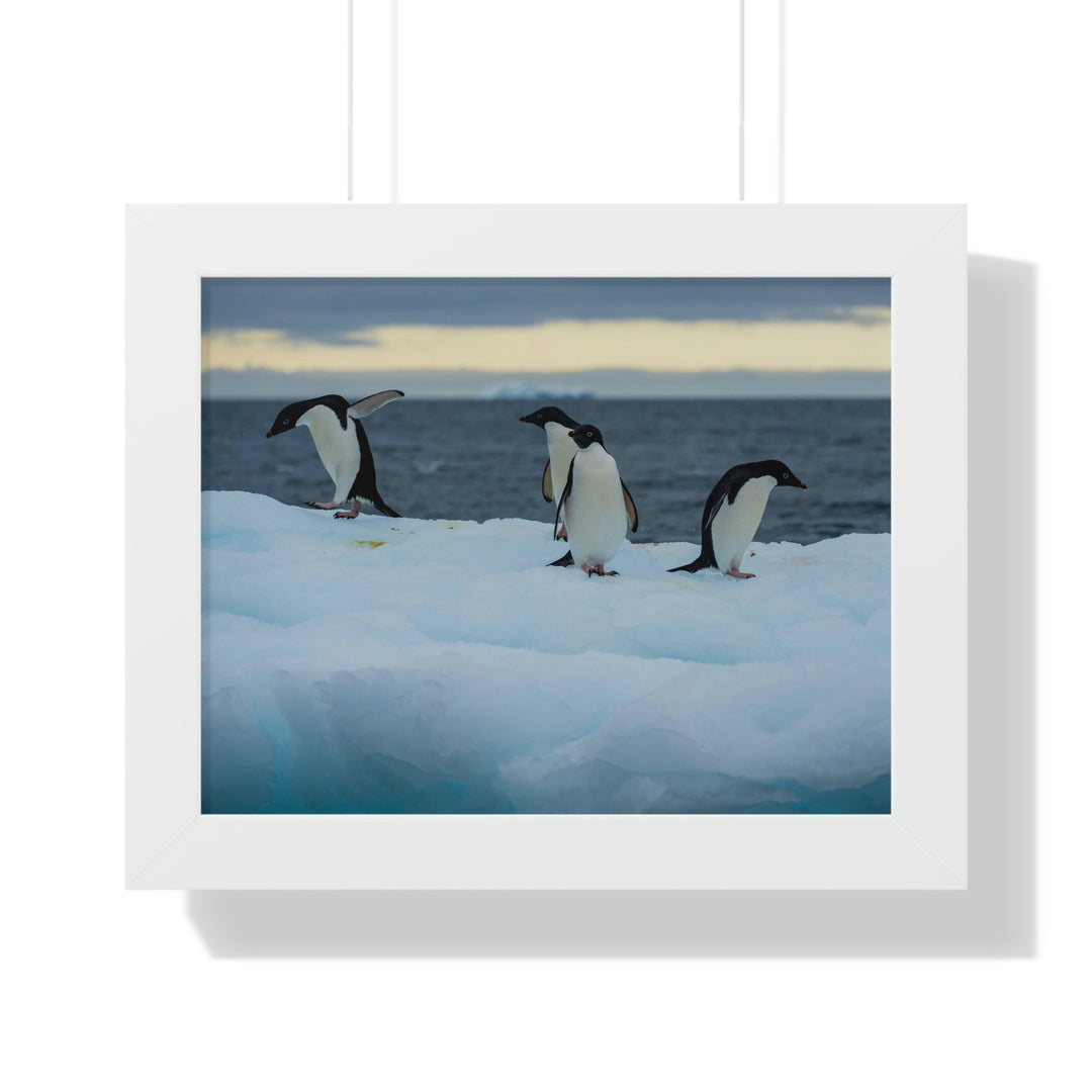 Penguin Dance - Framed Print - Visiting This World